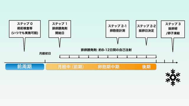 卵子凍結までのスケジュールの例